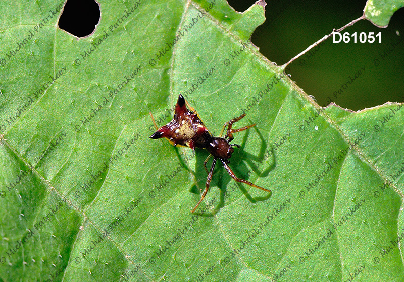 Arrow-shaped Micrathena (Micrathena sagittata)